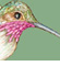 Hummingbirds Moderne