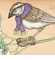 Solstice Sparrow